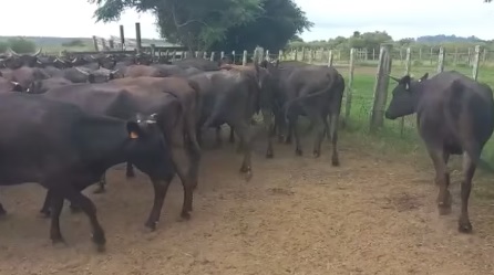 Vacas preñadas