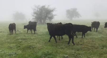 Vacas donantes en Argentina 2