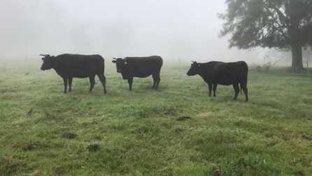 Vacas donantes en Argentina