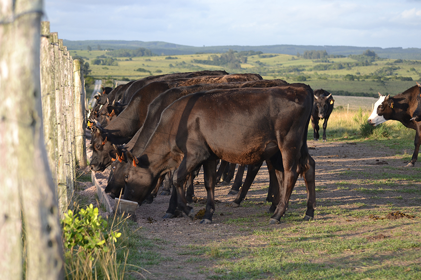 Wagyu Garzón